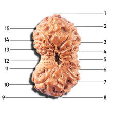 Load image into Gallery viewer, 14 mukhi Indonesian Rudraksha - Bead No. 333