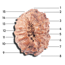 Load image into Gallery viewer, 14 mukhi Indonesian Rudraksha - Bead No. 334