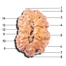 Load image into Gallery viewer, 14 mukhi Indonesian Rudraksha - Bead No. 338
