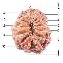 Load image into Gallery viewer, 14 mukhi Indonesian Rudraksha - Bead No. 343