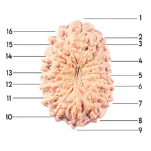 Load image into Gallery viewer, 14 mukhi Indonesian Rudraksha - Bead No. 344