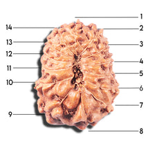 Load image into Gallery viewer, 14 mukhi Indonesian Rudraksha - Bead No. 345