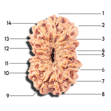 Load image into Gallery viewer, 14 mukhi Indonesian Rudraksha - Bead No. 349