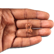 Load image into Gallery viewer, 14 mukhi Indonesian Rudraksha - Bead No. 333