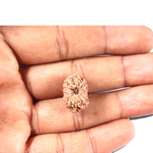 Load image into Gallery viewer, 14 mukhi Indonesian Rudraksha - Bead No. 335