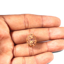 Load image into Gallery viewer, 14 mukhi Indonesian Rudraksha - Bead No. 336