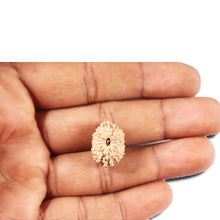Load image into Gallery viewer, 14 mukhi Indonesian Rudraksha - Bead No. 337