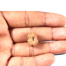 Load image into Gallery viewer, 14 mukhi Indonesian Rudraksha - Bead No. 338