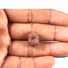 Load image into Gallery viewer, 14 mukhi Indonesian Rudraksha - Bead No. 339