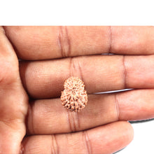 Load image into Gallery viewer, 14 mukhi Indonesian Rudraksha - Bead No. 340