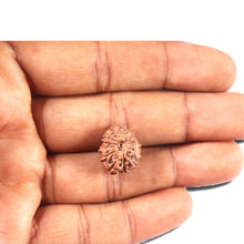Load image into Gallery viewer, 14 mukhi Indonesian Rudraksha - Bead No. 343