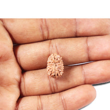 Load image into Gallery viewer, 14 mukhi Indonesian Rudraksha - Bead No. 344