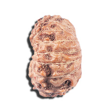 Load image into Gallery viewer, 14 mukhi Indonesian Rudraksha - Bead No. 334