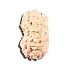 Load image into Gallery viewer, 14 mukhi Indonesian Rudraksha - Bead No. 337