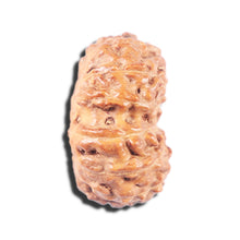 Load image into Gallery viewer, 14 mukhi Indonesian Rudraksha - Bead No. 338