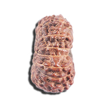 Load image into Gallery viewer, 14 mukhi Indonesian Rudraksha - Bead No. 339