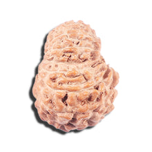 Load image into Gallery viewer, 14 mukhi Indonesian Rudraksha - Bead No. 340