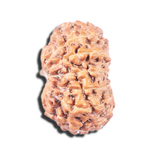 Load image into Gallery viewer, 14 mukhi Indonesian Rudraksha - Bead No. 341