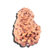 Load image into Gallery viewer, 14 mukhi Indonesian Rudraksha - Bead No. 345
