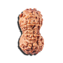 Load image into Gallery viewer, 14 mukhi Indonesian Rudraksha - Bead No. 333