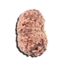 Load image into Gallery viewer, 14 mukhi Indonesian Rudraksha - Bead No. 334