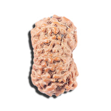 Load image into Gallery viewer, 14 mukhi Indonesian Rudraksha - Bead No. 335