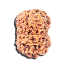 Load image into Gallery viewer, 14 mukhi Indonesian Rudraksha - Bead No. 336