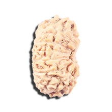 Load image into Gallery viewer, 14 mukhi Indonesian Rudraksha - Bead No. 337