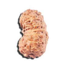 Load image into Gallery viewer, 14 mukhi Indonesian Rudraksha - Bead No. 338