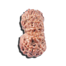 Load image into Gallery viewer, 14 mukhi Indonesian Rudraksha - Bead No. 339