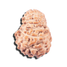 Load image into Gallery viewer, 14 mukhi Indonesian Rudraksha - Bead No. 340