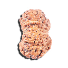 Load image into Gallery viewer, 14 mukhi Indonesian Rudraksha - Bead No. 341