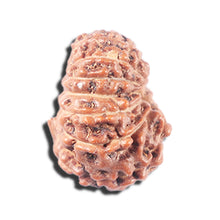 Load image into Gallery viewer, 14 mukhi Indonesian Rudraksha - Bead No. 343
