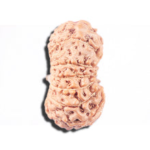 Load image into Gallery viewer, 14 mukhi Indonesian Rudraksha - Bead No. 344