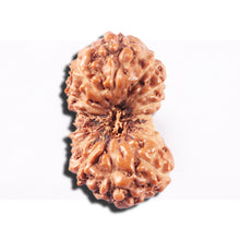 Load image into Gallery viewer, 14 mukhi Indonesian Rudraksha - Bead No. 333