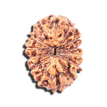 Load image into Gallery viewer, 14 mukhi Indonesian Rudraksha - Bead No. 336