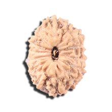Load image into Gallery viewer, 14 mukhi Indonesian Rudraksha - Bead No. 337
