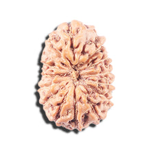Load image into Gallery viewer, 14 mukhi Indonesian Rudraksha - Bead No. 344