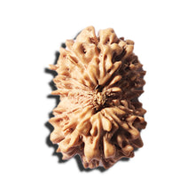 Load image into Gallery viewer, 14 mukhi Indonesian Rudraksha - Bead No. 348