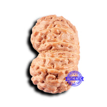 Load image into Gallery viewer, 14 mukhi Indonesian Rudraksha - Bead No. 328