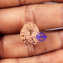 Load image into Gallery viewer, 14 mukhi Indonesian Rudraksha - Bead No. 329