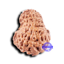 Load image into Gallery viewer, 14 mukhi Indonesian Rudraksha - Bead No. 329