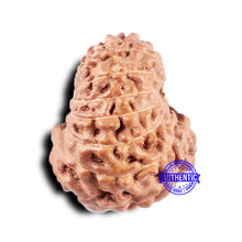 Load image into Gallery viewer, 14 mukhi Indonesian Rudraksha - Bead No. 329