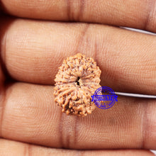 Load image into Gallery viewer, 14 mukhi Indonesian Rudraksha - Bead No. 330