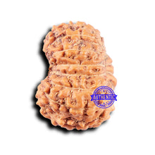 Load image into Gallery viewer, 14 mukhi Indonesian Rudraksha - Bead No. 330