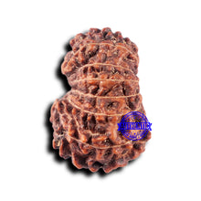 Load image into Gallery viewer, 14 mukhi Indonesian Rudraksha - Bead No. 331
