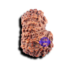 Load image into Gallery viewer, 14 mukhi Indonesian Rudraksha - Bead No. 331