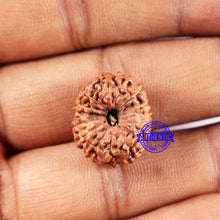 Load image into Gallery viewer, 14 mukhi Indonesian Rudraksha - Bead No. 332