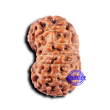 Load image into Gallery viewer, 14 mukhi Indonesian Rudraksha - Bead No. 332
