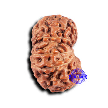 Load image into Gallery viewer, 14 mukhi Indonesian Rudraksha - Bead No. 332